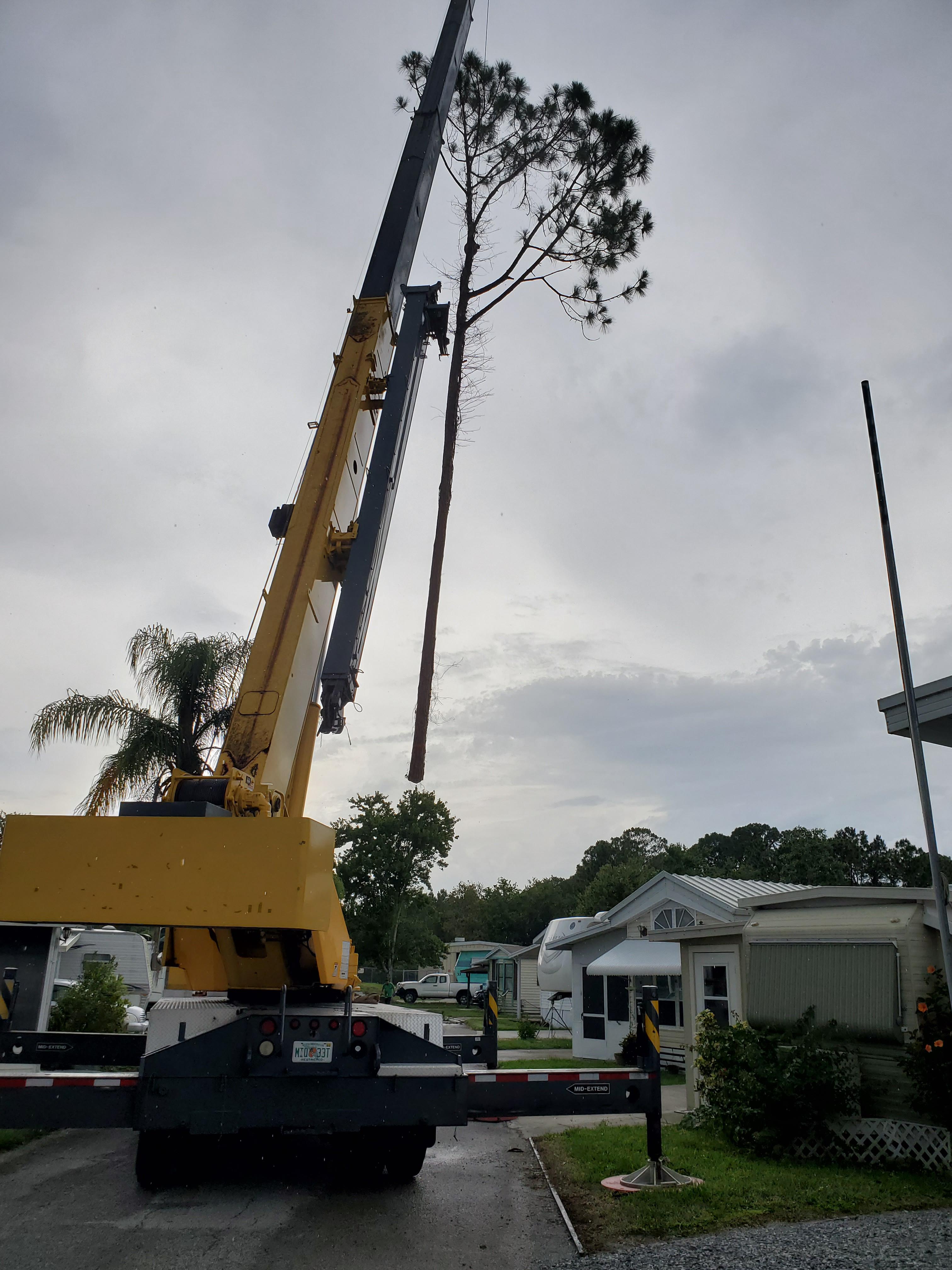 Tree Suspended In Air