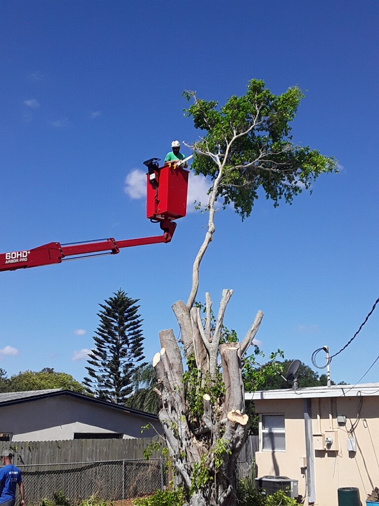 Man Trimming Large Tree