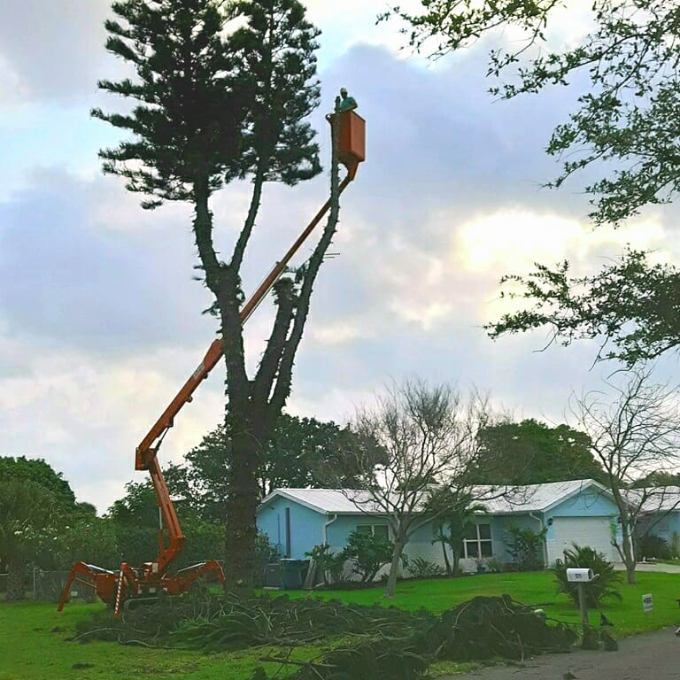 During Removal
